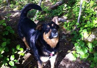 pet day care whistler