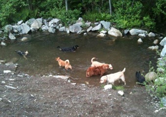 pet day care whistler